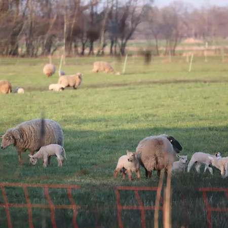 Erlenhof-steinau-fachwerkhaus-mit-reetdach Steinau (Cuxhaven)