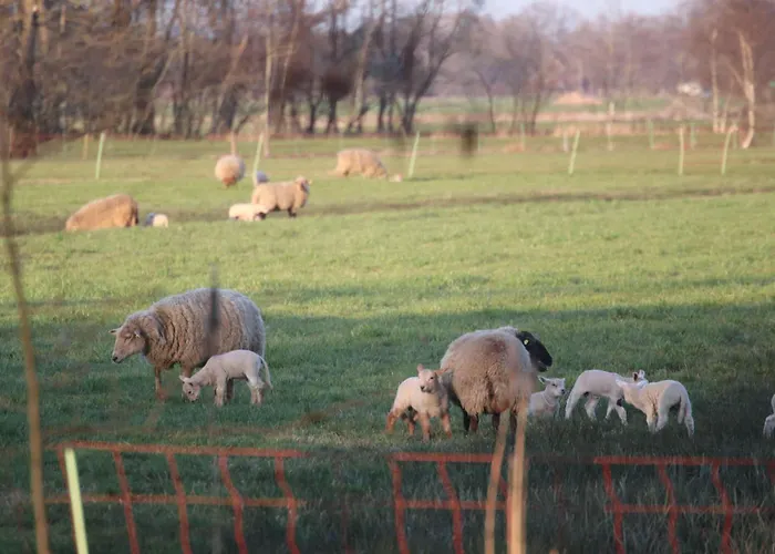 Erlenhof-steinau-fachwerkhaus-mit-reetdach Steinau (Cuxhaven)